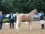 Unsere 3- und 4 jährigen nominierten Ponys für das Al Shira’aa Bundeschampionat 2025