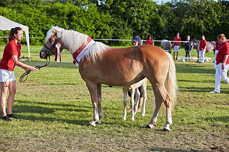 Belsy_wurde_zur_Siegerstute_bei_den_Haflingern_gekürt