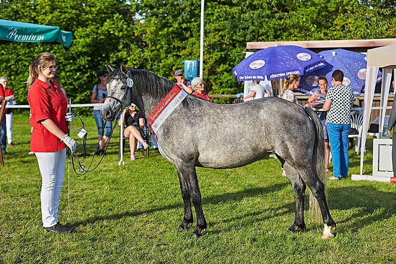 marvellous_Milly_holte_sich_den_Titel_bei_den_Connemarastuten