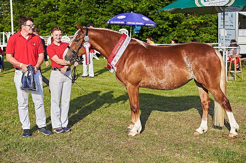 Millstone_Miss_April_wurde_Siegerstute_im_Ring_der_Welshponysjpg