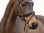 Ponyforum GmbH: Große Nachfrage nach ausgebildeten Reitponys