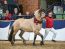 Süddeutsche Körung der Ponys