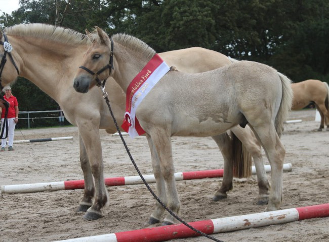 ReservesiegerhengstfohlenVinn