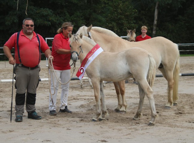 ReservesiegerstutfohlenLollypop