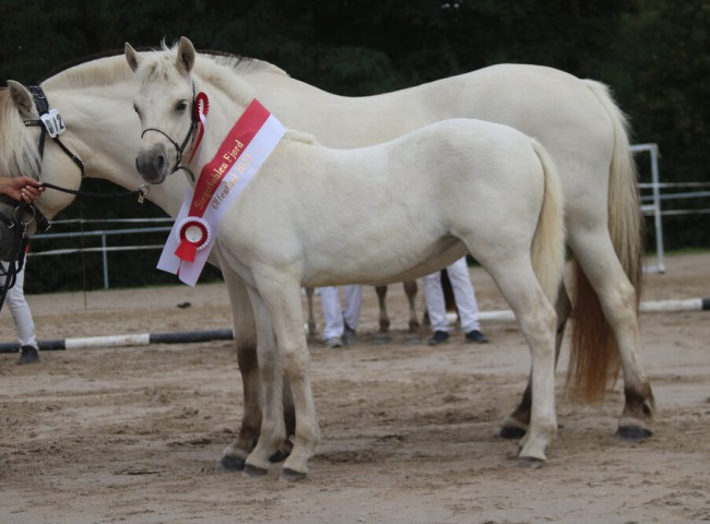 SiegerstutfohlenFrosaRose