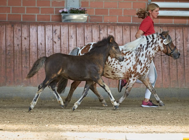 Emil_vom_Colourfuldreamland