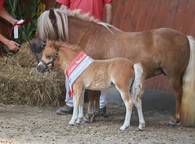 Gilsbach_Tamina_Rosa