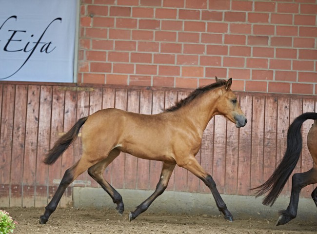 Kinzighausen_Pocahontas