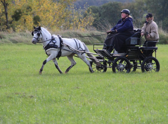Der_Nederlands_Appaloosa-Hengst_Junior_B._wurde_von_seiner_Besitzerin_Lena_Kaiser_in_jeder_Teilprüfung_souverän_vorgestellt