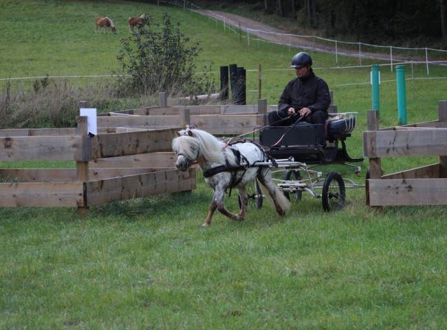 Shetlandhengst_Gino_von_der_Colingquelle_im_Gelände_gefahren_von_Theo_Habich