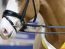 Ponyforum Hengsttage 2023 – Prämienhengst erzielt sensationellen Spitzenpreis von 55.000,00€