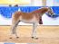 22. Süddeutsche Hengstkörung für Haflinger und Edelbluthaflinger in München-Riem
