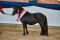 Rassesiegerin_Shetland