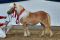 Rassesiegerin_Shetland_U_87