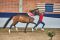 Siegerin_Deutsches_Reitpony