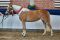 Siegerin_Haflinger