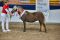 Siegerstute_Deutsches_Classic_Pony