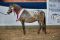 Siegerstute_Deutsches_Pard_Bred_Shetlan