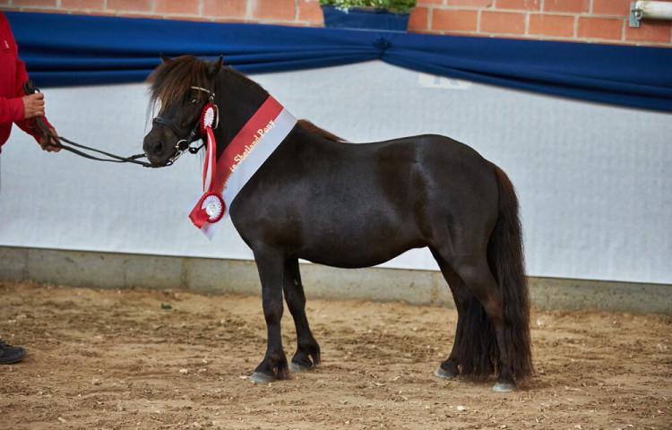Rassesiegerin_Shetland