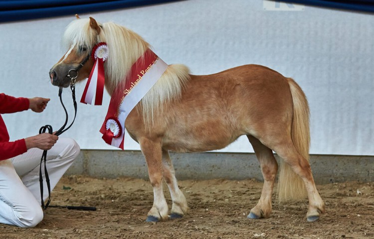 Rassesiegerin_Shetland_U_87