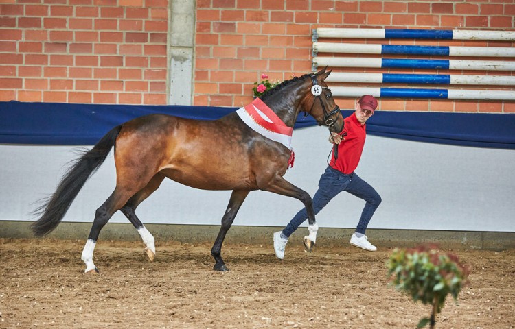 Siegerin_Deutsches_Reitpony