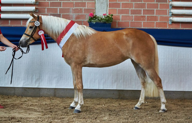 Siegerin_Haflinger