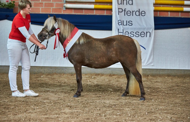Siegerstute_Deutsches_Classic_Pony