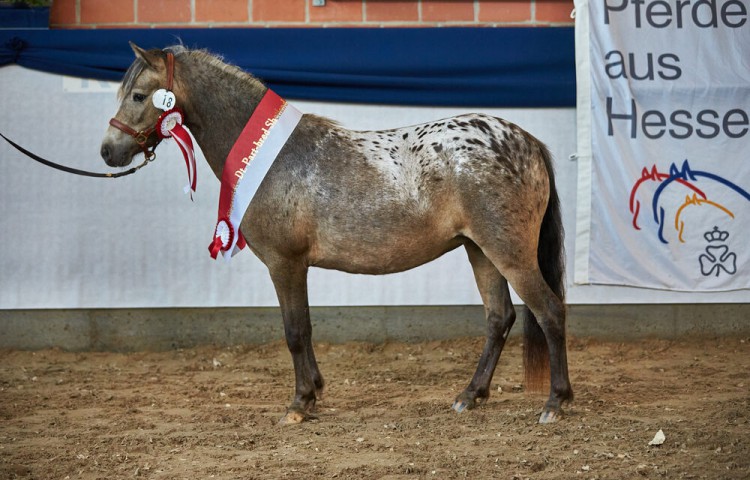 Siegerstute_Deutsches_Pard_Bred_Shetlan