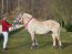Frühjahrskörung des Verbandes der Pony- und Pferdezüchter Hessen e.V.