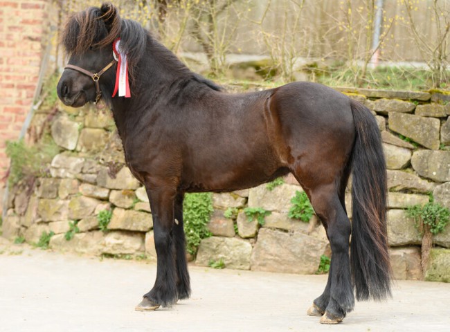 DSC_1445_Bild_U.Ketter_-_Hengst_von_Frau_Ketter