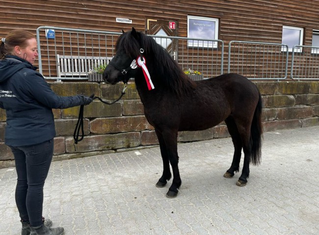 Reservesieger_von_Saskia_Rüffert_Zierenberg_Hengst_Kongur_vom_Friedrichstein