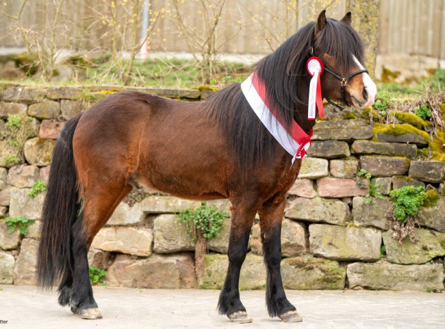 Svali_vom_Rhönwald_-_Siegerhengst