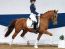 Ponyforum GmbH: Erneuter Erfolgsgarant „Reitponyauktion“ 