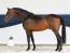 Ponyforum GmbH: Herausragende Youngster Auktion – 6 Ponys im Alter von 2-3 Jahren erzielen Verkaufspreise über 10.000,00€!