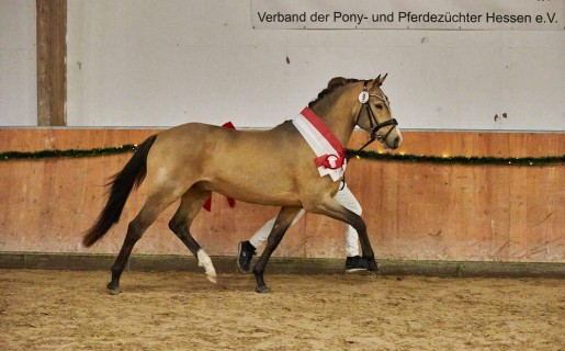Offene Hessische Hengstkörung des Verbandes der Pony- und Pferdezüchter Hessen e.V.
