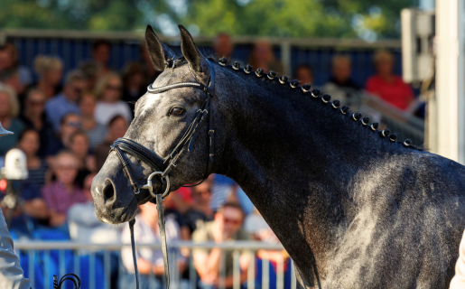 Al Shira’aa Bundeschampionate 2026: Deutliche Anpassungen für Drei- und Vierjährige 